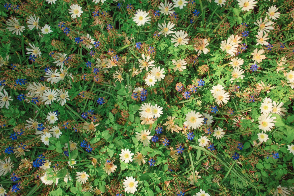 Comment choisir les plantes pour l’aménagement paysager : 7 options incontournables 🌿